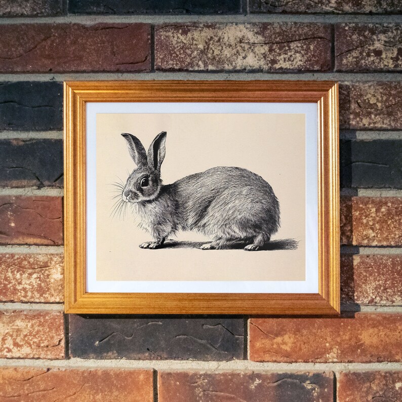 Rabbit Drawing 1800s Style Animal Drawing Warm Rustic Country Decor