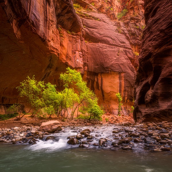 Zion National Park Photography Utah Narrows Canvas Metal Print Livingroom Bedroom Office Wall Art Landscape