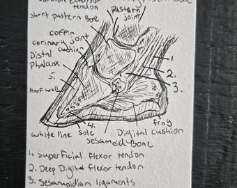 Hoefanatomie, originele schets, zwarte inkt, penschets, ACEO