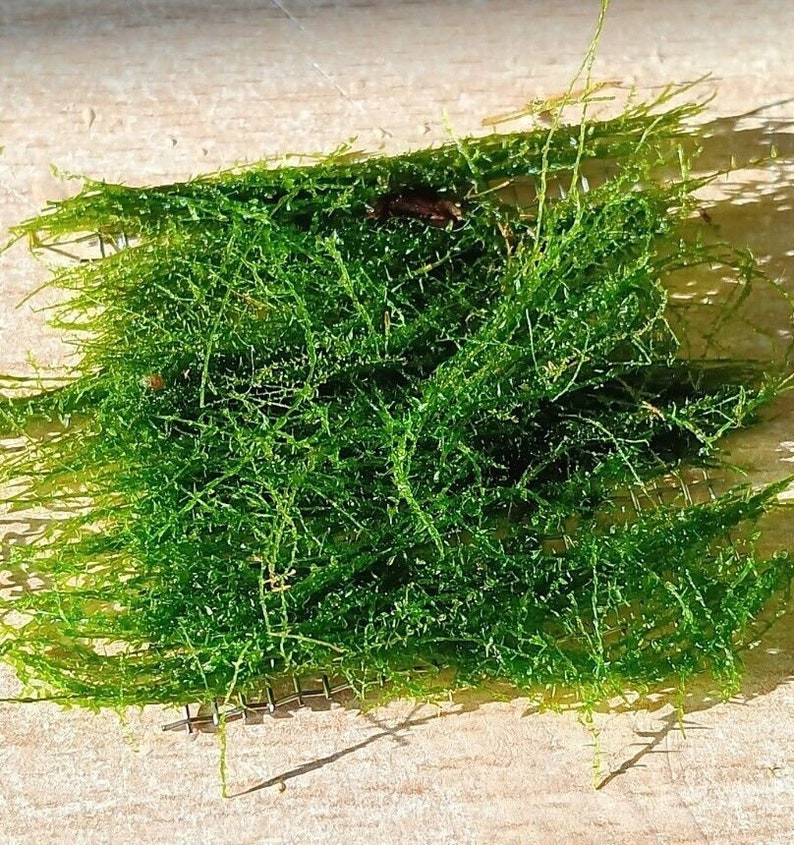 STRINGY MOSS Leptodictyum riparium shore moss 5 x 5 cm Moss Shrimp Plant Aquarium Shrimp Aquatic Plant Cube image 4