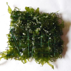 Freshwater Kelp - (Lomariopsis lineata) Moss - Aquascaping Grid - Nano 5 x 5 cm