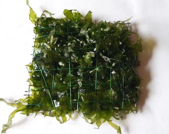 Freshwater Kelp - (Lomariopsis lineata) Moss - Aquascaping Grid - Nano 5 x 5 cm