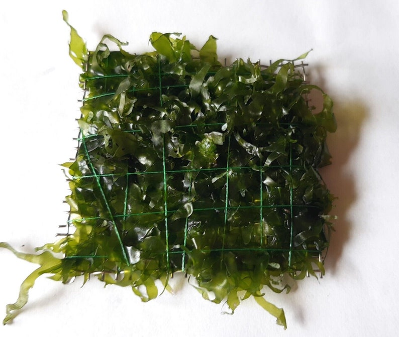 Freshwater Kelp Lomariopsis lineata Moss Aquascaping Grid Nano 5 x 5 cm image 1