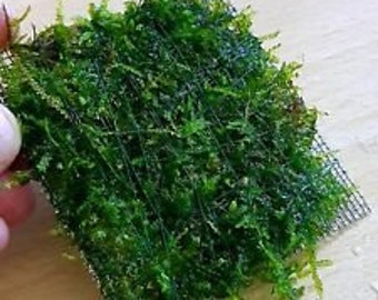 Moss plate moss grid moss aquarium Java moss - shrimp plant decoration cube shrimp