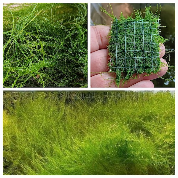 STRINGY MOSS (Leptodictyum riparium - shore moss - 5 x 5 cm Moss Shrimp Plant Aquarium Shrimp Aquatic Plant Cube