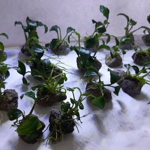 Anubia plant on lava stone - miniature - plant nano aquarium - simple & robust terrarium