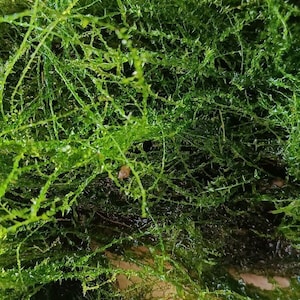 STRINGY MOSS Leptodictyum riparium shore moss 5 x 5 cm Moss Shrimp Plant Aquarium Shrimp Aquatic Plant Cube image 5