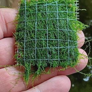 STRINGY MOSS Leptodictyum riparium shore moss 5 x 5 cm Moss Shrimp Plant Aquarium Shrimp Aquatic Plant Cube image 3