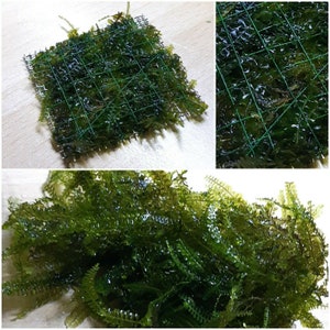 Moss plate moss grid Cameroon moss aquarium (Plagiochila integerrim) 5 x 5 cm