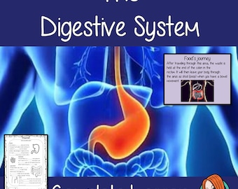 The Digestive System Lesson - Teaching Resources