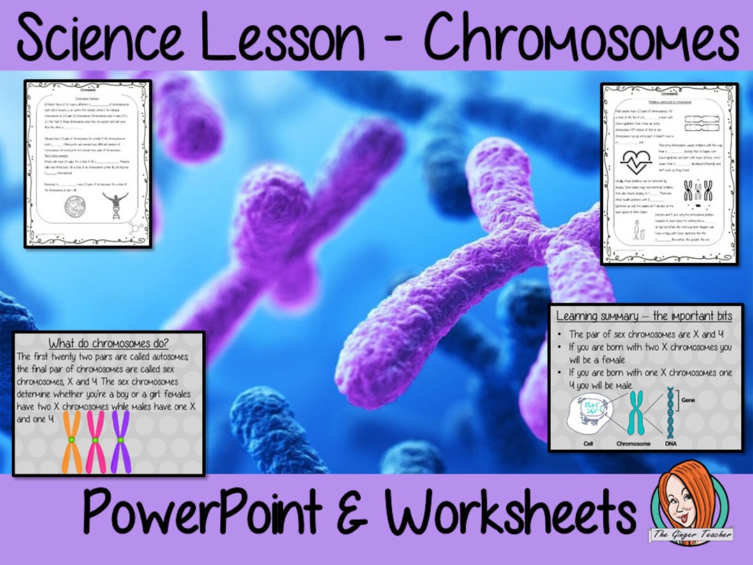 Chromosomes Lesson Teaching Resources photo