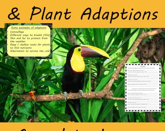 Rainforest Adaptions Lesson