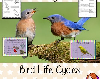 Life Cycle of Birds Lesson - Teaching Resources