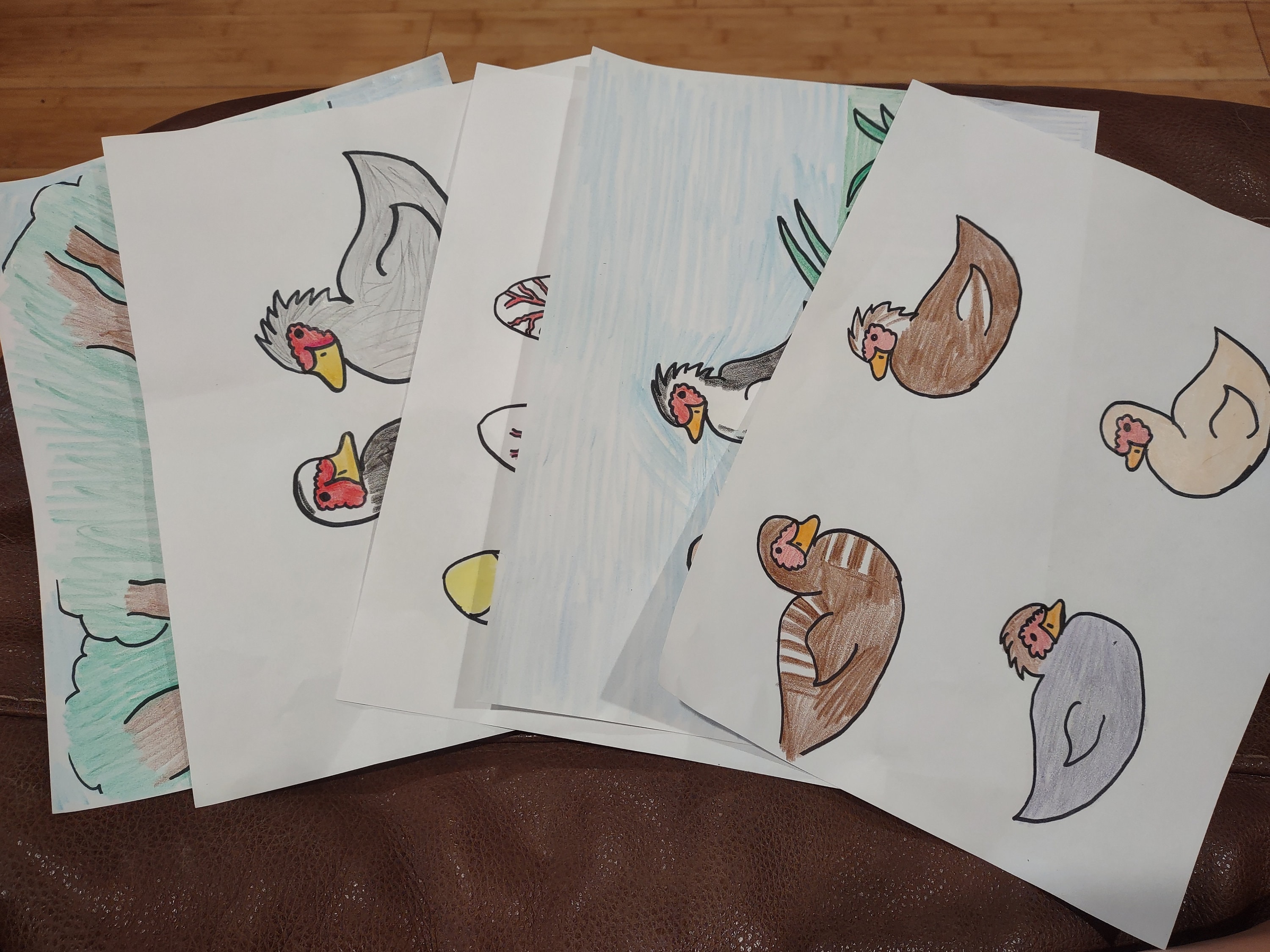 Muscovy Duck Coloring and Info Pages for Children— 5 Coloring Pages, 5 ...