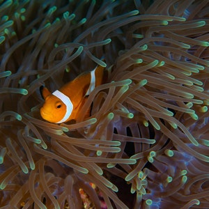 Digital Download - Orange striped clownfish