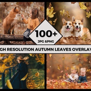 100 Autumn Leaves Overlay Bundle, Oak Leaves Overlay, Photoshop Overlay, Leaves Overlays, Autumn Leave Texture, Realistic Leaves