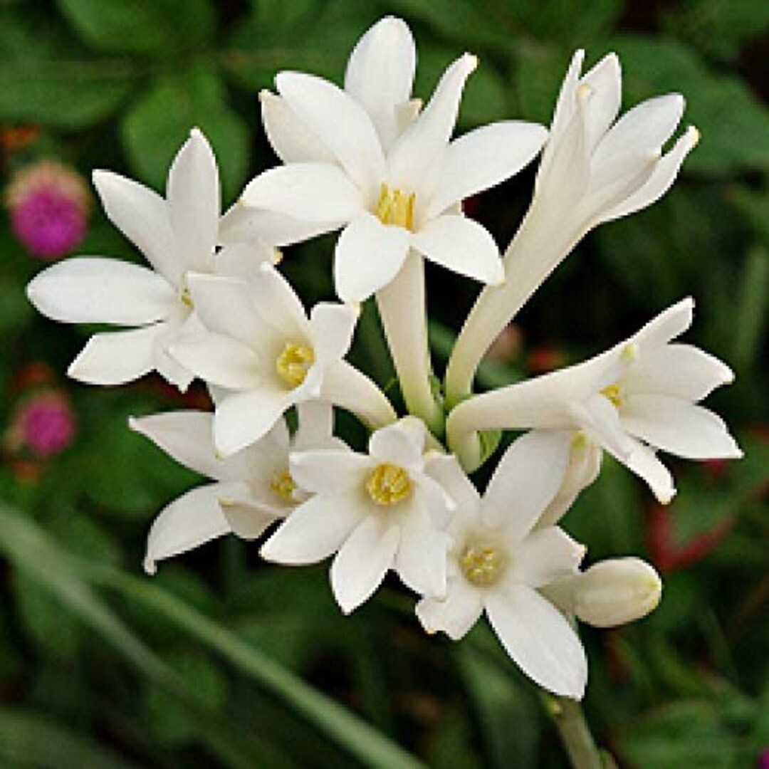 Tuberose Double Pearl One Clump Bare Root Plantfragrant Polianthus