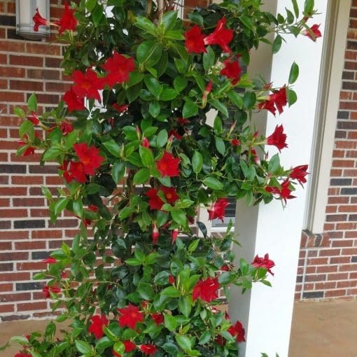 Hybrid All Seasons Red Mandevilla Vine Flower Seeds 35 Seeds Pack Etsy