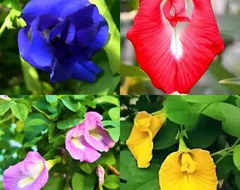 Aparajita Double Mixed Seeds Mixed Color Rare, Butterfly Pea Seeds, Clitoria Ternatea Seeds 20 Per Packet