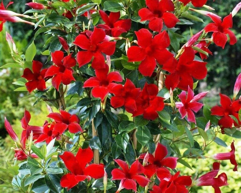 Hybrid All Seasons Red Mandevilla Vine Flower Seeds 35 Seeds Pack Etsy