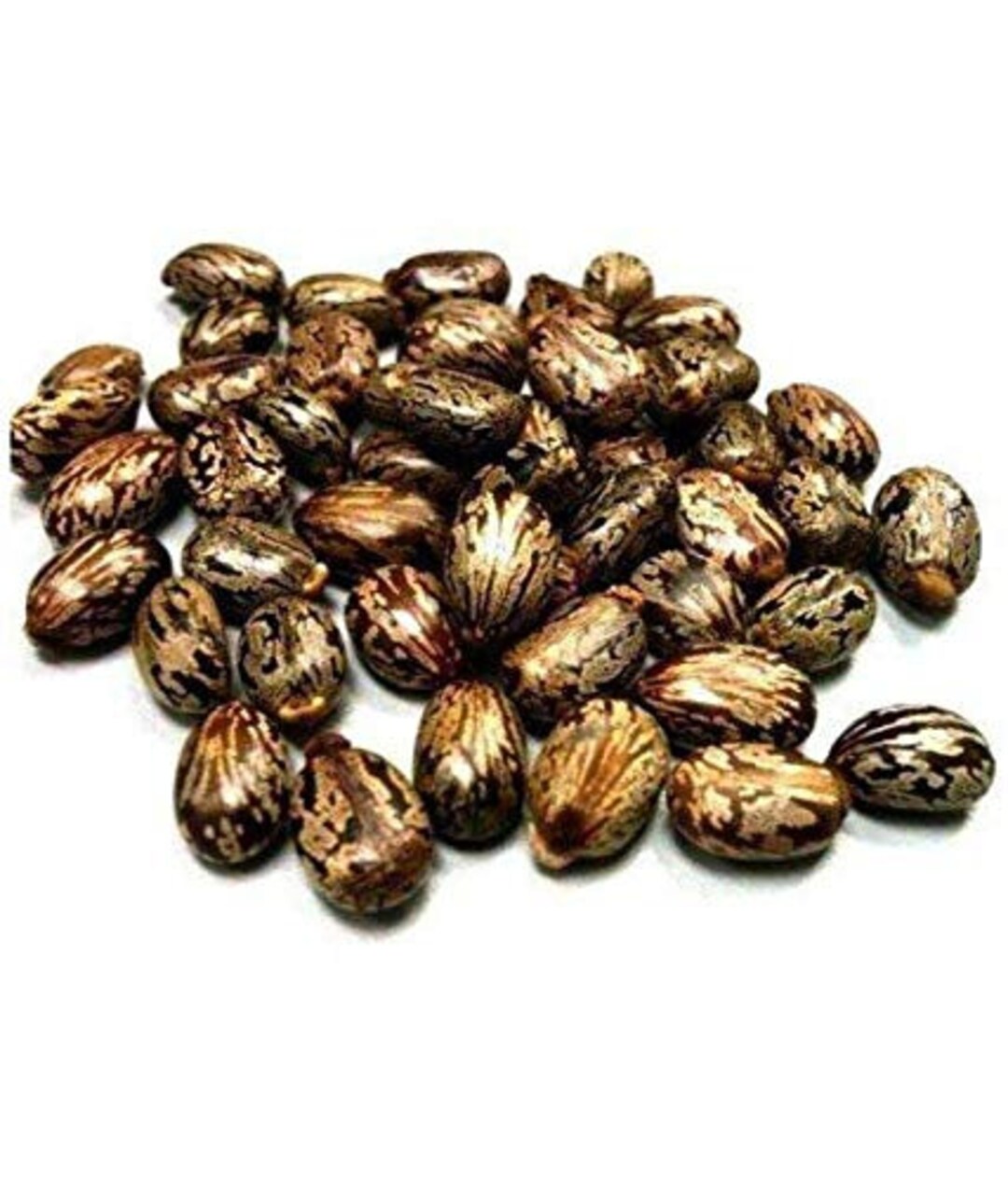 Castor Seeds, Arandi Beej, Amanakku Seeds, Ricinus Communis Etsy