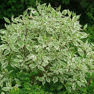 Cornus alba sibirica variegata Dogwood plant in 9cm pot image 3