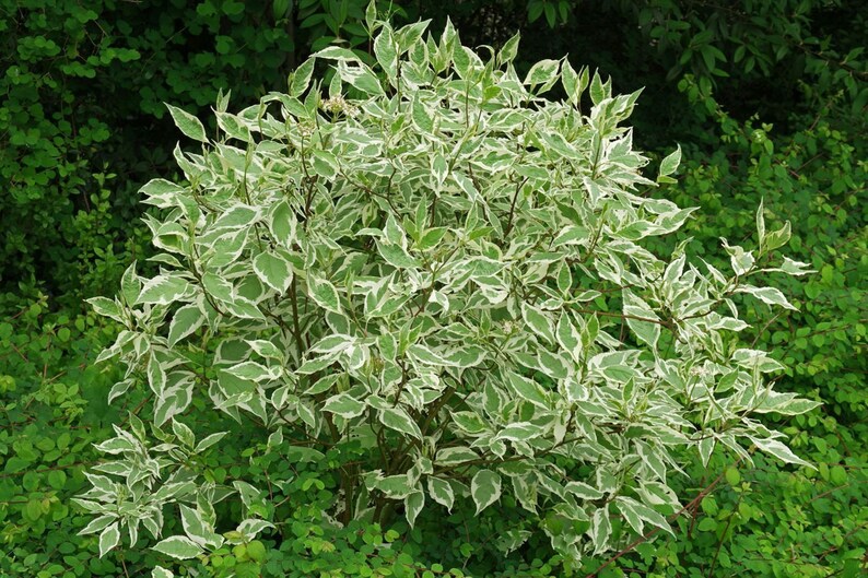 Cornus alba sibirica variegata Dogwood plant in 9cm pot image 3