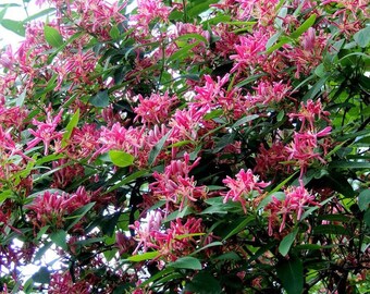 Lonicera Tartarica Hack's Red-tartarian Honeysuckle- Plant in 12 Cm Pot -  Etsy Finland
