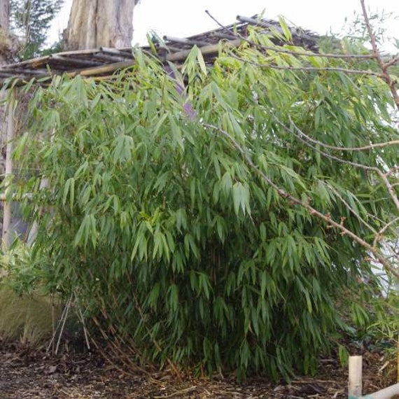 Fargesia Robusta Formidable - Fountain Bamboo, Plant in 12cm Pot - Etsy  Finland