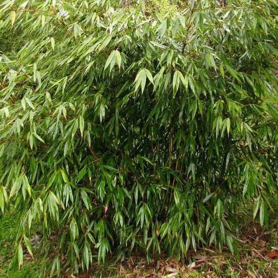 Fargesia robusta Formidable - Fountain Bamboo, Plant in 12cm Pot - Etsy  sterreich