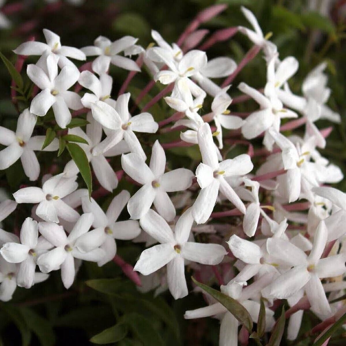 Jasminum Polyanthumchinese Scented Jasmine Plant in 9 Cm Pot Etsy UK