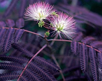 Albizia julibrissin var. Summer Chocolate-Purple Silk Tree- plant in 9 cm pot