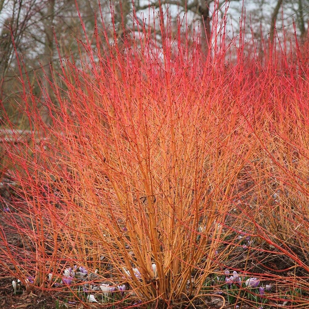 Image of Midwinter Fire dogwood tree in hedgerow