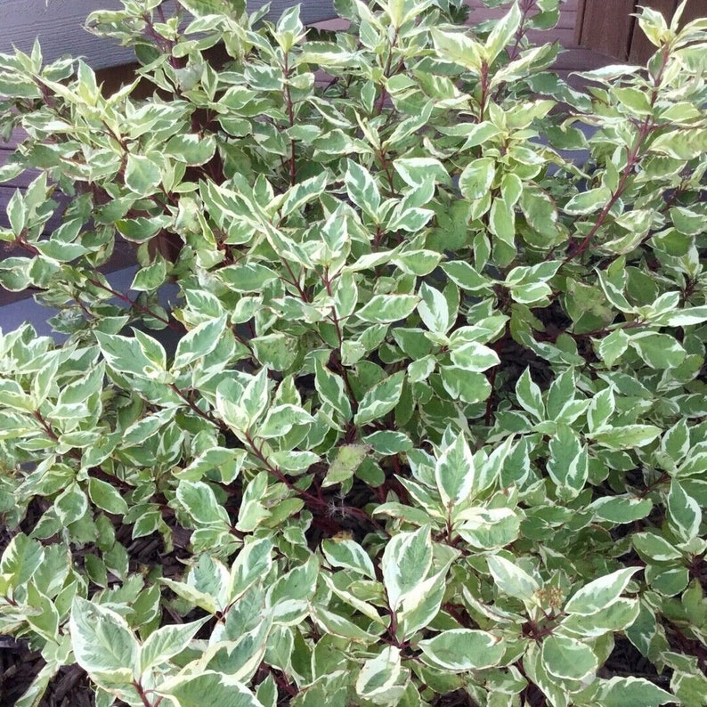 Cornus alba sibirica variegata Dogwood plant in 9cm pot image 1