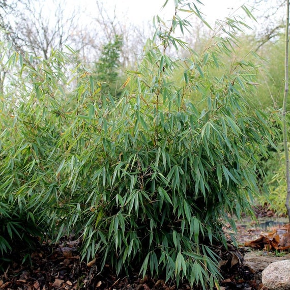 Fargesia robusta Formidable - Fountain Bamboo, Plant in 12cm Pot - Etsy  sterreich