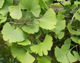 Ginkgo biloba-Maidenhair Tree- plant in 1 L pot