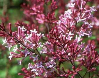 Syringa Red Pixie - Lilac Red Pixie plant in 9cm pot