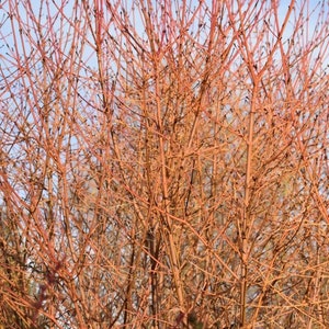 Cornus sanguinea midwinter fire Flaming dogwood plant in 9cm pot image 2