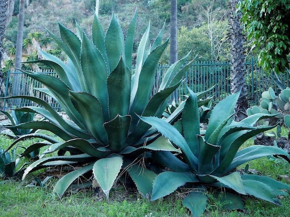 Agave Salmiana Ss. Salmiana - Pulque Agave Plant in 3L Pot - Etsy Israel
