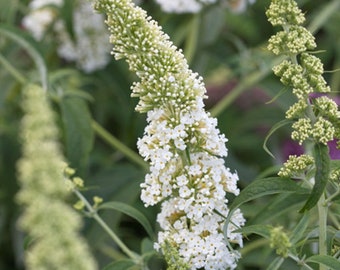 Buddleja davidii White Profusion - Butterfly Bush - Plant in 12 cm Pot