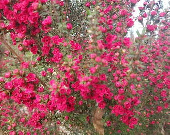 Leptospermum scoparium Crimson Glory - Manuka - Plant in 9cm Pot