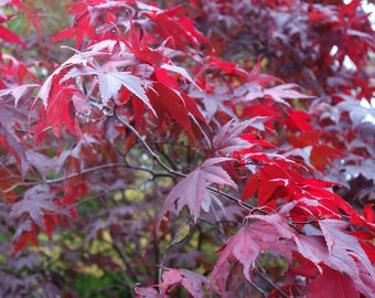 Acer palmatum Atropurpureum-Japanese Maple- plant in 1 L pot