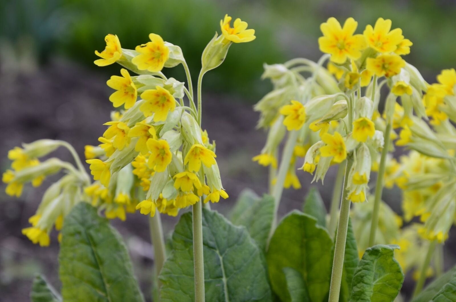 Primula Veris -cowslip- Plant in 10.5 Cm Pot - Etsy UK