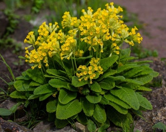 Primula veris - Cowslip - 3 Plants in 10.5 cm Pot