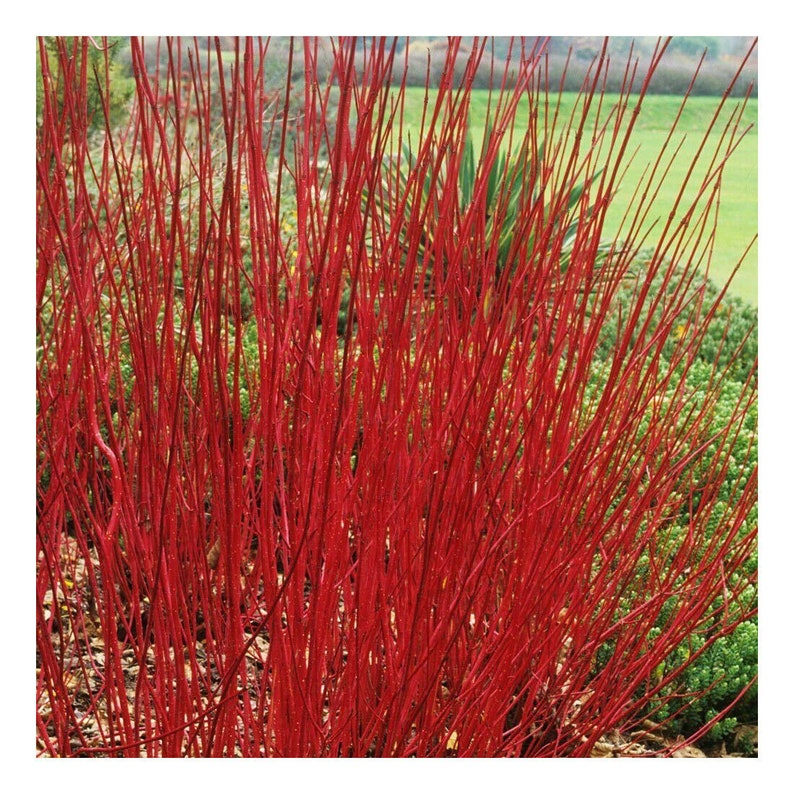 Cornus alba sibirica variegata Dogwood plant in 9cm pot image 2