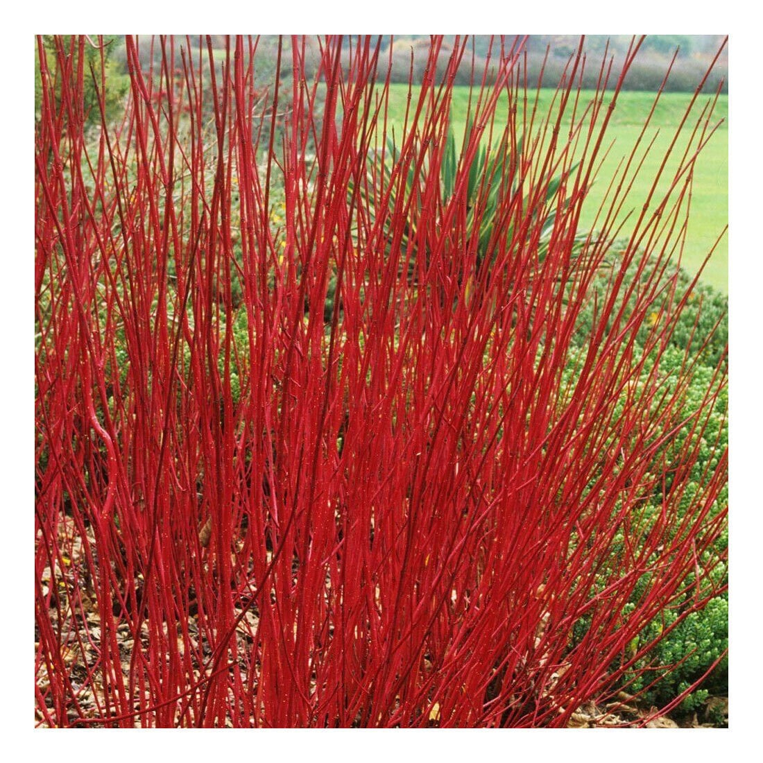 Interesting Plant: Red Stick Dogwood (Cornus alba 'Sibirica') – A  Gardener's Notebook