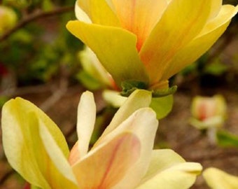 Magnolia Sunsation - Magnolia - Plant in 1L Pot