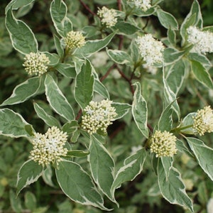 Cornus alba sibirica variegata Dogwood plant in 9cm pot image 4