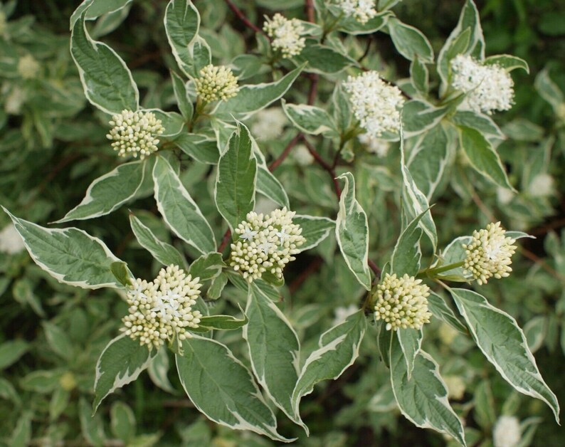 Cornus alba sibirica variegata Dogwood plant in 9cm pot image 4