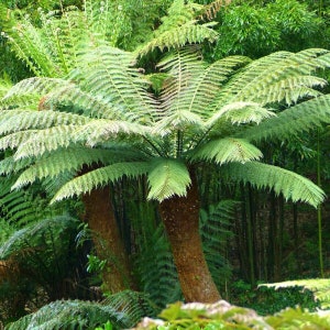 Dicksonia antarctica - Tree fern plant in 2L pot